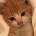 『道路に座り込んでいた猫』を保護したら…涙あふれる『1年間の記録』に「…