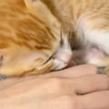 手の上で眠る子猫→飼い主がそっと手を離すと…『離れたくない様子』が尊す…