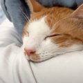 飼い主の腕枕が『気持ち良すぎた猫』…衝撃的な『予想外の寝顔』に爆笑する…