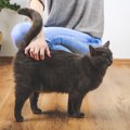 猫が飼い主の周りをグルグル回る6つの心理