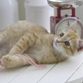 『気を引きたい猫』がする仕草・行動4つ