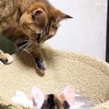 子猫たちと仲良くなりたい『シャイな先住猫』…健気な様子が可愛すぎると反…