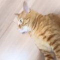 くるくる回してもらうのが大好きな猫→飼い主が手を止めると…笑ってし…