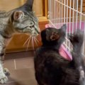 猫が可愛がっていた子猫と『再会』した結果…まさかの瞬間が感動的すぎ…