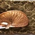 猫の『丸まり方』3つのパターン別に愛猫のキモチを解説　アンモニャイトに…