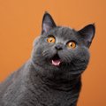 猫がビックリする『飼い主さんの行動』3選　信頼関係を壊す原因になる…