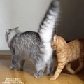 「おしりに衝突！？」前を歩いていた猫ちゃんのおしりにゴツン（笑）S…