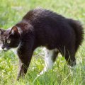 猫が緊張している時の仕草や行動10個