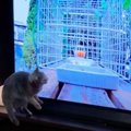 興味津々！新しいテレビが気になっちゃう猫ちゃん！