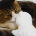 退屈そうにしていた元ボス猫→白猫のおもちゃを持っていってみると…ほ…