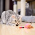 猫の『テンションが急に高くなる』ときの理由5つ　突然スイッチが入るのは…