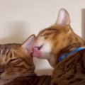 『ぺろぺろが止まらない！』息子猫くんの耳を毛づくろいし続ける父猫…