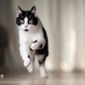 猫がいきなり『暴れ始めた』ときの理由3つ　考えられる心理や注意が必要な…