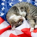 【幸せを運ぶ猫】アメリカには多指症の猫が多いって本当？