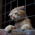 「猫の命を守りたい！」　超過密な刑務所で暮らす猫と囚人たちが結ぶ「更…