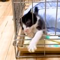 ケージから脱出したい子猫→必死に暴れ出して…思わず応援したくなる『尊い…