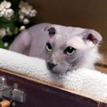 【獣医師監修】ユークレイニアンレフコイは飼いやすい？猫種の性格や飼う…