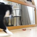 お気に入りのおもちゃで遊んでいた猫→『鏡に映った自分』に驚いて…まさか…