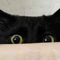 『未知との遭遇』ベッドをじっと見つめる1匹の黒猫→視線の先には…「な…