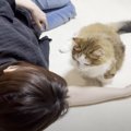 甘えてくる猫に『あっち向いてゴロンして』と言ってみたら…賢すぎる『まさ…