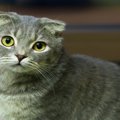 『寿命が短い』とされている猫種7選　注意すべき病気から長生きの秘訣…