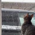 猫が初めて『たくさんの雪』を目にした結果…可愛すぎる反応に癒される人続…