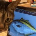 お魚が大好きな猫ちゃんに魚の映像を見せてみると…？