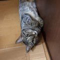 猫がおねだりしている時の仕草や行動５つ