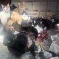 ６畳２間に37匹…生活困難者の多頭飼育崩壊。絶望から救い出された猫