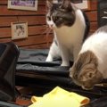 「これは何だ？」初めてのピアノの音にワクワクする親子猫さん