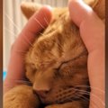 気持ちよさそうに『マッサージされる茶トラ猫』…手を止めた瞬間の『まさか…