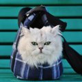 猫をスリングを使って移動する時の4つの利点とおすすめ商品