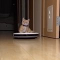 奥からやって来るロボット掃除機→上に乗っていたのは…思わず笑っちゃう『…
