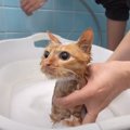 強烈な臭いを放つ『保護子猫』→元トリマーがシャンプーしたら…『劇的な変…