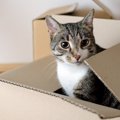 引っ越し後に猫が鳴くのはストレス？新居でできる対策と注意すること