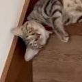 飼い主が帰ってきたことに気づいた猫…あまりにも独特な『お出迎えの仕方』…
