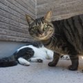 猫を保護したらやること　飼い方や飼えないときの対処法