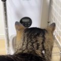 自動給餌器の周りをうろうろする猫→『ごはんの出てくる音』が聞こえると……