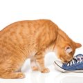 猫のテンションが上がる『身近なアイテム』5選　興味を示しやすい理由や気…