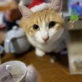 寒い時期に気をつけたい猫の泌尿器トラブルと予防策