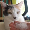 三毛猫ちゃんの毛玉ボール、７ヶ月目の様子は？