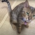 ウロウロ落ち着かない！飼い主さんの実家に来た猫さん！