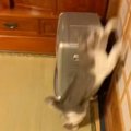 猫が突然『障子を駆け上がり始めた』かと思ったら…『まさかの光景』が…