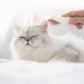 『抜け毛対策』が必須の猫種5つ！短毛種だからと油断できない理由も