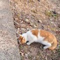 捨てられて『空腹で土を食べていた猫』が保護された結果…涙あふれる『現在…