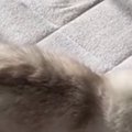子供たちが家を出たあと、『猫の様子』を見てみると…愛おしい光景が16万表…