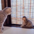 母猫が『網戸をよじ登っている子猫』に指導した結果…素直に聞く様子が…