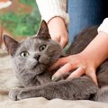 猫を飼うのに『不向きな人』の特徴7つ　思い当たるフシがあれば、残念…