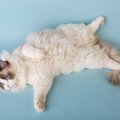 毛の長い猫は暑がり？５つの暑さ対策をしてあげよう