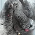 グルーミング中の猫を『スローで撮影』してみた結果…驚きの事実と『可愛す…